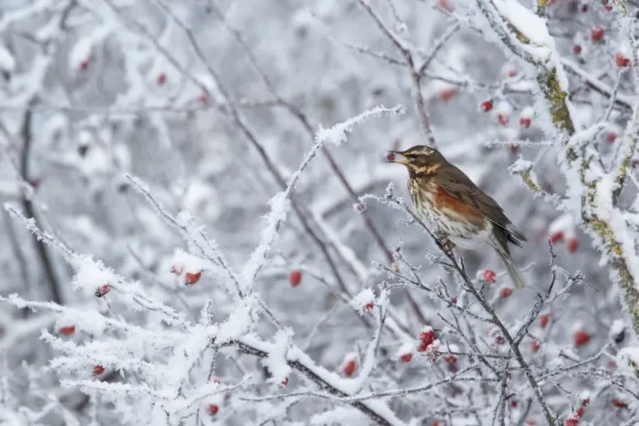 Framed Print : Redwing (Turdus iliacus) adult, feeding on hawthorn berries in hoar fost covered hedgerow, Shropshire, England, winter Framed Print : Redwing (Turdus iliacus) adult, feeding on hawthorn berries in hoar fost covered hedgerow, Shropshire, England, winter
