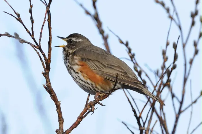 Framed Print : Redwing (Turdus iliacus) adult, territorial singing, perched on twig, Varanger, Norway, may Framed Print : Redwing (Turdus iliacus) adult, territorial singing, perched on twig, Varanger, Norway, may