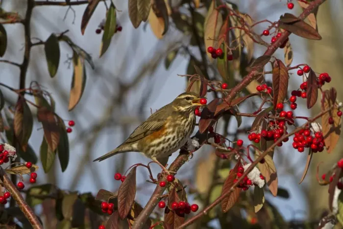 Framed Print : Redwing (Turdus iliacus) adult, feeding on cotoneaster berries, Shropshire, England, december Framed Print : Redwing (Turdus iliacus) adult, feeding on cotoneaster berries, Shropshire, England, december