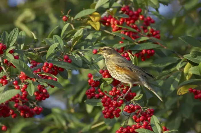 Framed Print : Redwing (Turdus iliacus) adult, feeding on berries in garden, Essex, England, autumn Framed Print : Redwing (Turdus iliacus) adult, feeding on berries in garden, Essex, England, autumn
