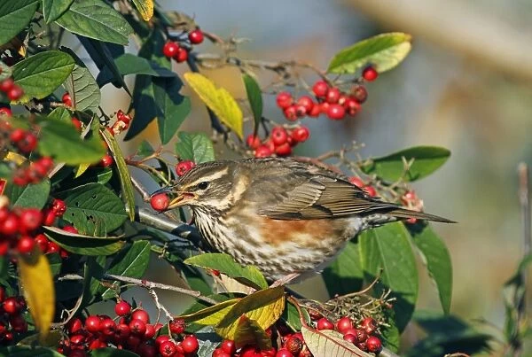 Redwing (Turdus iliacus) adult, feeding on cotoneaster berry, Wakehurst, Ardingly, West Sussex, England, december