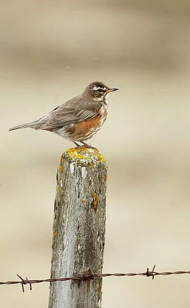 Redwing (Turdus iliacus) adult, perched on lichen covered fencepost, Iceland, June