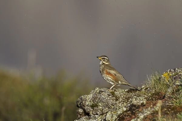 Redwing (Turdus iliacus coburni) adult, standing on rock surrounded by flies, Iceland, June