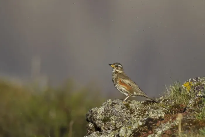 Framed Print : Redwing (Turdus iliacus coburni) adult, standing on rock surrounded by flies, Iceland, June Framed Print : Redwing (Turdus iliacus coburni) adult, standing on rock surrounded by flies, Iceland, June