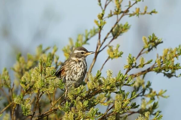 Redwing (Turdus iliacus coburni) adult, perched on willow with catkins, Iceland, June