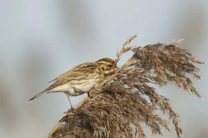 Framed Print : Reed Bunting (Emberiza schoeniclus) adult female, feeding on reed seeds in reedbed, Rainham Marshes RSPB Reserve, Thames Estuary, Essex, England, january Framed Print : Reed Bunting (Emberiza schoeniclus) adult female, feeding on reed seeds in reedbed, Rainham Marshes RSPB Reserve, Thames Estuary, Essex, England, january
