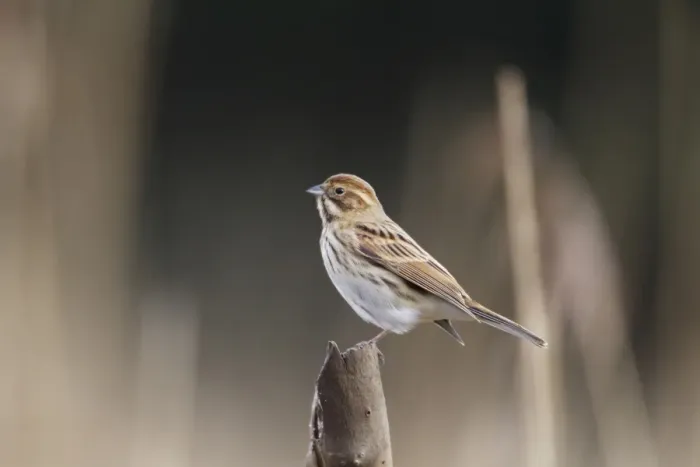 Framed Print : Reed Bunting (Emberiza schoeniclus) adult female, perched on stump, Rainham Marshes RSPB Reserve, Thames Estuary, Essex, England, january Framed Print : Reed Bunting (Emberiza schoeniclus) adult female, perched on stump, Rainham Marshes RSPB Reserve, Thames Estuary, Essex, England, january