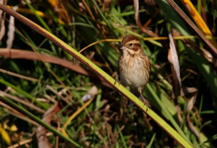 Framed Print : Reed Bunting (Emberiza schoeniclus) adult female, perched on Yellow Iris (Iris pseudacorus) leaf, Norfolk, England, october Framed Print : Reed Bunting (Emberiza schoeniclus) adult female, perched on Yellow Iris (Iris pseudacorus) leaf, Norfolk, England, october