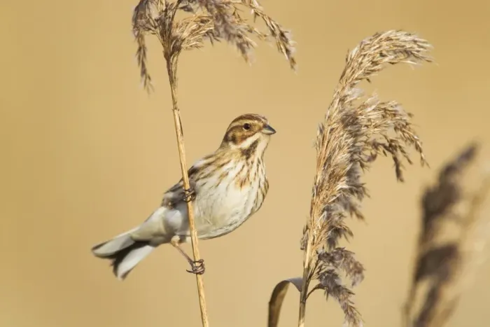 Framed Print : Reed Bunting (Emberiza schoeniclus) adult female, feeding on reed seeds in reedbed, Rainham Marshes RSPB Reserve, Thames Estuary, Essex, England, january Framed Print : Reed Bunting (Emberiza schoeniclus) adult female, feeding on reed seeds in reedbed, Rainham Marshes RSPB Reserve, Thames Estuary, Essex, England, january