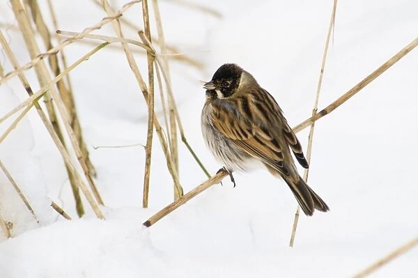 Reed Bunting (Emberiza schoeniclus) adult male, winter plumage, feeding on seed, perched on reed stem in snow