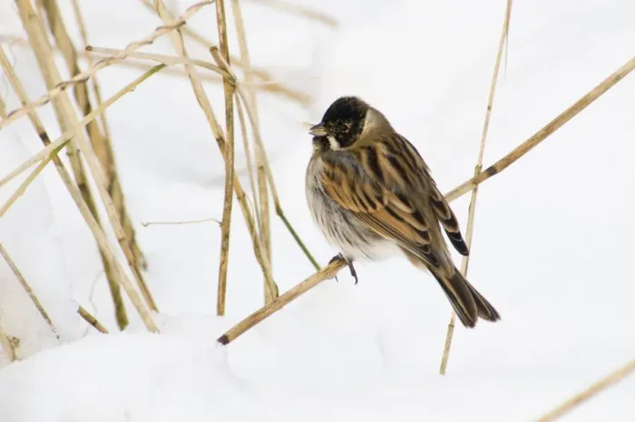 Framed Print : Reed Bunting (Emberiza schoeniclus) adult male, winter plumage, feeding on seed, perched on reed stem in snow