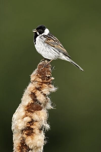 Reed Bunting (Emberiza schoeniclus) adult male, summer plumage, singing, perched on reedmace seedhead, Midlands