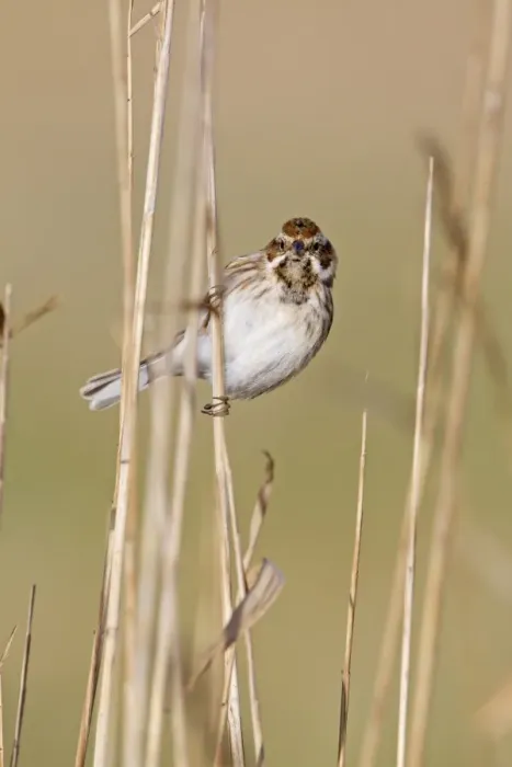 Framed Print : Reed Bunting (Emberiza schoeniclus) juvenile male, perched on reed stem, Suffolk, England, february