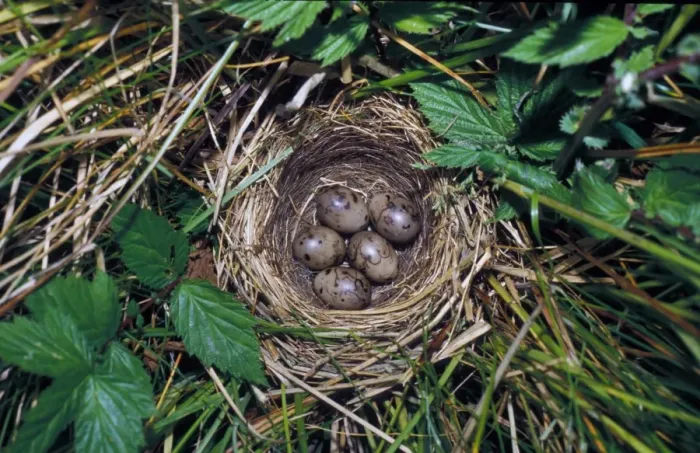 Framed Print : Reed Bunting (Emberiza schoeniculus) Nest with five eggs