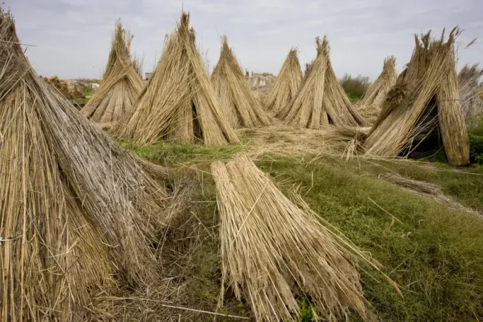 Framed Print : Reed cutting, bundles of cut reed in reedcutters yard, Hortobagy N. P. Great Plain, Eastern Hungary, october Framed Print : Reed cutting, bundles of cut reed in reedcutters yard, Hortobagy N. P. Great Plain, Eastern Hungary, october