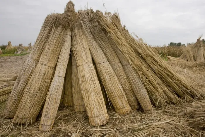 Framed Print : Reed cutting, bundles of cut reed in reedcutters yard, Hortobagy N. P. Great Plain, Eastern Hungary, october Framed Print : Reed cutting, bundles of cut reed in reedcutters yard, Hortobagy N. P. Great Plain, Eastern Hungary, october