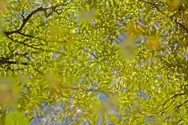 Reflection of woodland canopy in puddle, Dorset, England, october