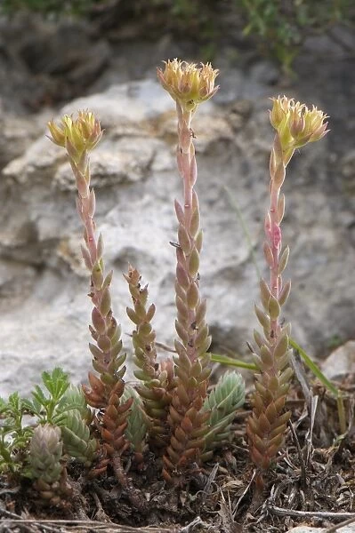 Reflexed Stonecrop (Sedum reflexum) flowering, Mount Acuto, Balestrino, Savona Province, Liguria, Italy, june