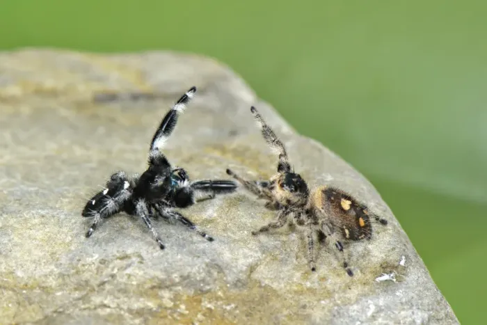 Framed Print : Regal Jumping Spider (Phidippus regius) adult pair, in courtship display before mating, U. S. A Framed Print : Regal Jumping Spider (Phidippus regius) adult pair, in courtship display before mating, U. S. A