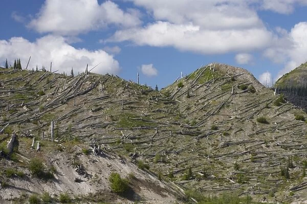Regenerating vegetation amongst remains of trees blasted flat by volcanic eruption, Mount St. Helens N. P