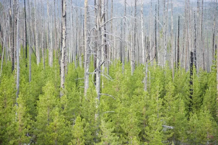 Framed Print : Regeneration of conifer trees amongst dead trunks after forest fire, Dunraven Pass, Yellowstone N. P. Wyoming, U. S. A Framed Print : Regeneration of conifer trees amongst dead trunks after forest fire, Dunraven Pass, Yellowstone N. P. Wyoming, U. S. A