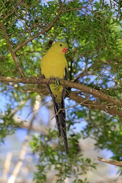 Regent Parrot (Polytelis anthopeplus) adult male, perched on branch, South Australia, Australia, November