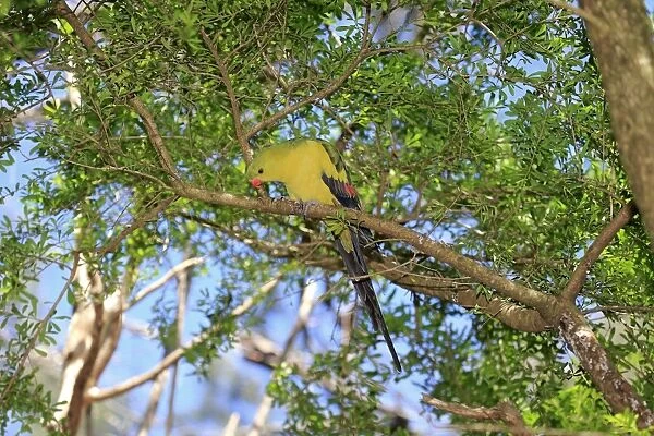 Regent Parrot (Polytelis anthopeplus) adult male, perched on branch, South Australia, Australia, November