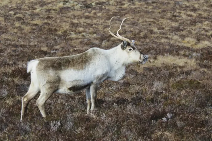 Framed Print : Reindeer (Rangifer tarandus) adult, standing on heather moorland, Cairn Gorm, Cairngorms N. P Framed Print : Reindeer (Rangifer tarandus) adult, standing on heather moorland, Cairn Gorm, Cairngorms N. P