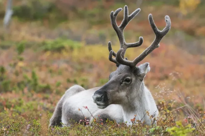 Framed Print : Reindeer (Rangifer tarandus) adult, with antlers in velvet, resting on ground, Pallas-Yllastunturi N. P Framed Print : Reindeer (Rangifer tarandus) adult, with antlers in velvet, resting on ground, Pallas-Yllastunturi N. P