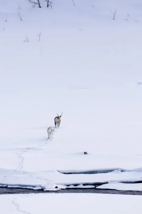 Framed Print : Reindeer (Rangifer tarandus) adult female with calf, walking in snow covered habitat, Lapland, Finland, march