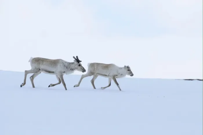 Framed Print : Reindeer (Rangifer tarandus) adult and young, running on snow, Finland, june Framed Print : Reindeer (Rangifer tarandus) adult and young, running on snow, Finland, june