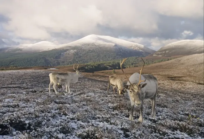 Framed Print : Reindeer (Rangifer tarandus) adults, feeding on snow covered hillside habitat, Cairngorm Mountains, Highlands, Scotland, winter Framed Print : Reindeer (Rangifer tarandus) adults, feeding on snow covered hillside habitat, Cairngorm Mountains, Highlands, Scotland, winter