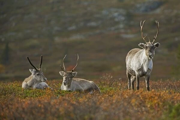 Reindeer (Rangifer tarandus) two adults and calf, resting on fell, Pallas-Yllastunturi N. P