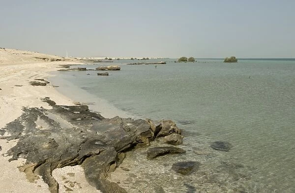 Remote beach with rocks, sand and sea at high water, with isolated mature and young grey mangroves, Arabian Gulf