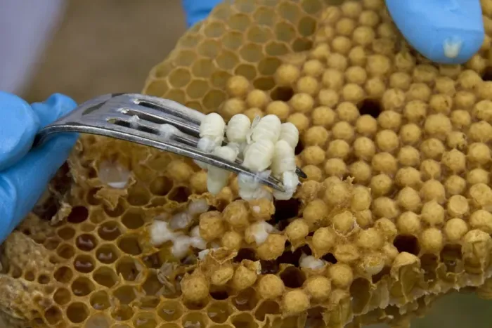 Framed Print : Removing some larva from the brood comb to see if any disease or parasites are present in the hive Framed Print : Removing some larva from the brood comb to see if any disease or parasites are present in the hive