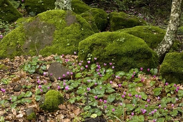 Repand Cyclamen (Cyclamen repandum) flowering mass, growing in rocky woodland on basalt plateau, Giara di Gesturi