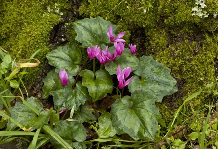 Framed Print : Repand Cyclamen (Cyclamen repandum ssp. repandum) flowering, growing in woodland, Sardinia, Italy, April Framed Print : Repand Cyclamen (Cyclamen repandum ssp. repandum) flowering, growing in woodland, Sardinia, Italy, April