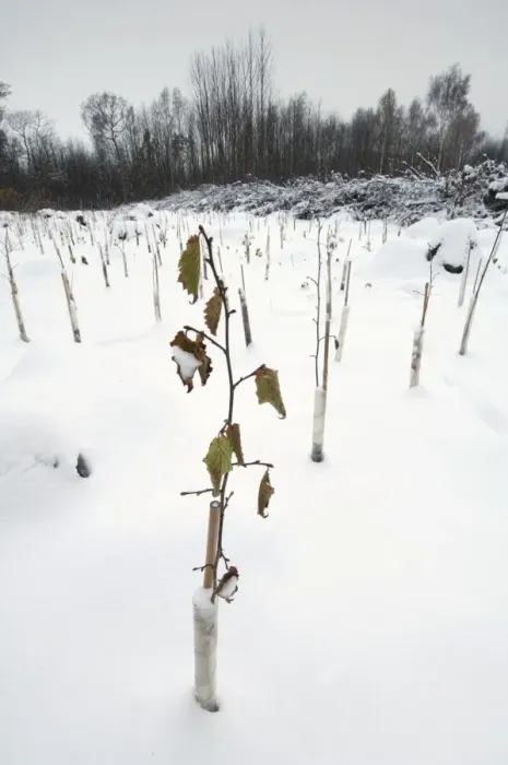 Framed Print : Replanting native tree species in snow covered coppice woodland, Cromer's Wood Nature Reserve, Kent Wildlife Trust, Kent, England, december Framed Print : Replanting native tree species in snow covered coppice woodland, Cromer's Wood Nature Reserve, Kent Wildlife Trust, Kent, England, december