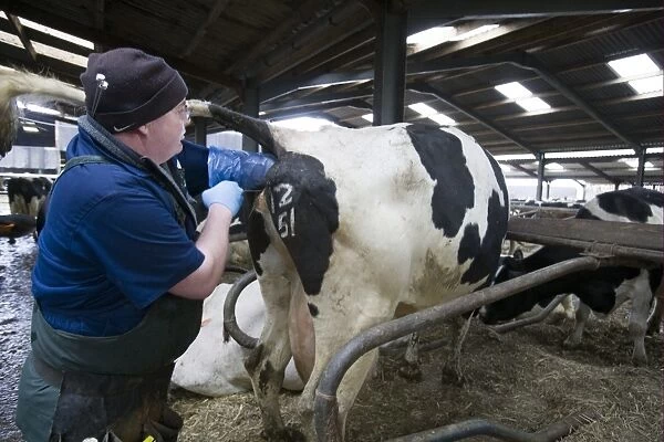 Reproduction management in dairy herd, farmer artificially inseminating cow, England, England, february