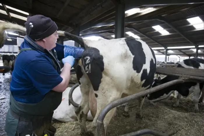 Framed Print : Reproduction management in dairy herd, farmer artificially inseminating cow, England, England, february Framed Print : Reproduction management in dairy herd, farmer artificially inseminating cow, England, England, february