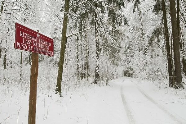 Reserve sign beside track in snow covered primeval forest habitat, Bialowieza N. P