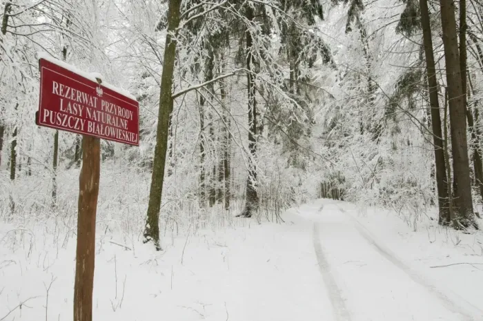 Framed Print : Reserve sign beside track in snow covered primeval forest habitat, Bialowieza N. P Framed Print : Reserve sign beside track in snow covered primeval forest habitat, Bialowieza N. P