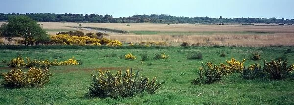 Reserves Gorse and reed beds - Dingle Marshes - looking north to Blythburgh