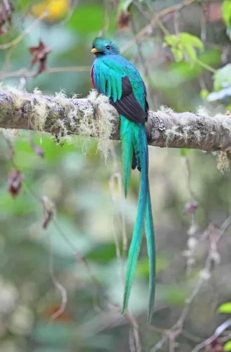 Framed Print : Resplendent Quetzal (Pharomachrus mocinno) adult male, perched on branch, Costa Rica, february