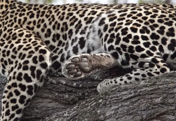Framed Print : A resting African Leopard shows its paw