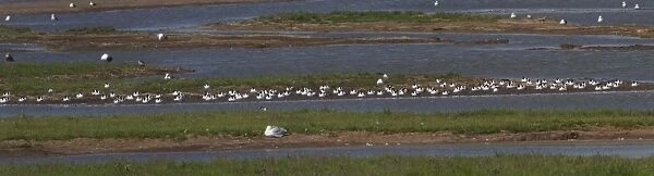 Resting Avocets on Havergate Island, Suffolk. - August