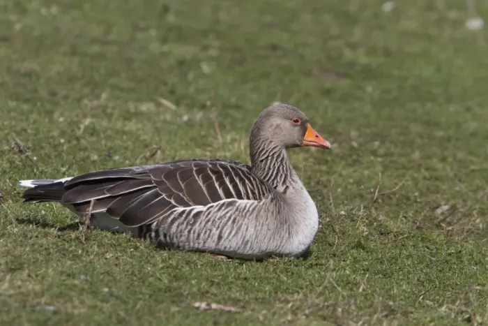 Framed Print : Resting Greylag Goose at Lackford Lakes Nature Reserve Suffolk