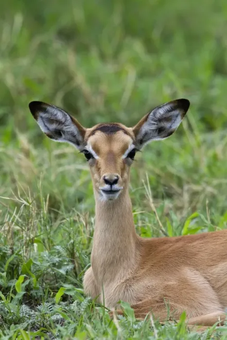 Framed Print : A resting young Impala - Botswana Framed Print : A resting young Impala - Botswana