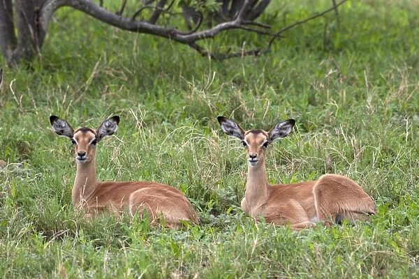 Two resting young Impalas - Botswana