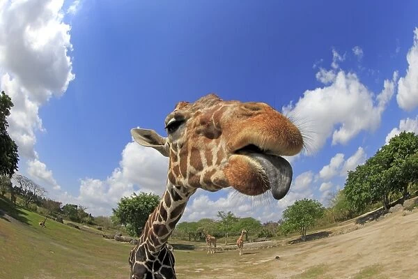 Reticulated Giraffe (Giraffa camelopardalis reticulata) adult, close-up of head and neck